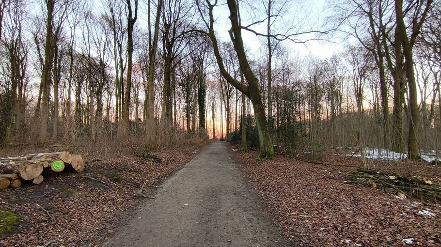 A narrow path through a forest of tall trees and fallen leaves, heading towards a sunset.