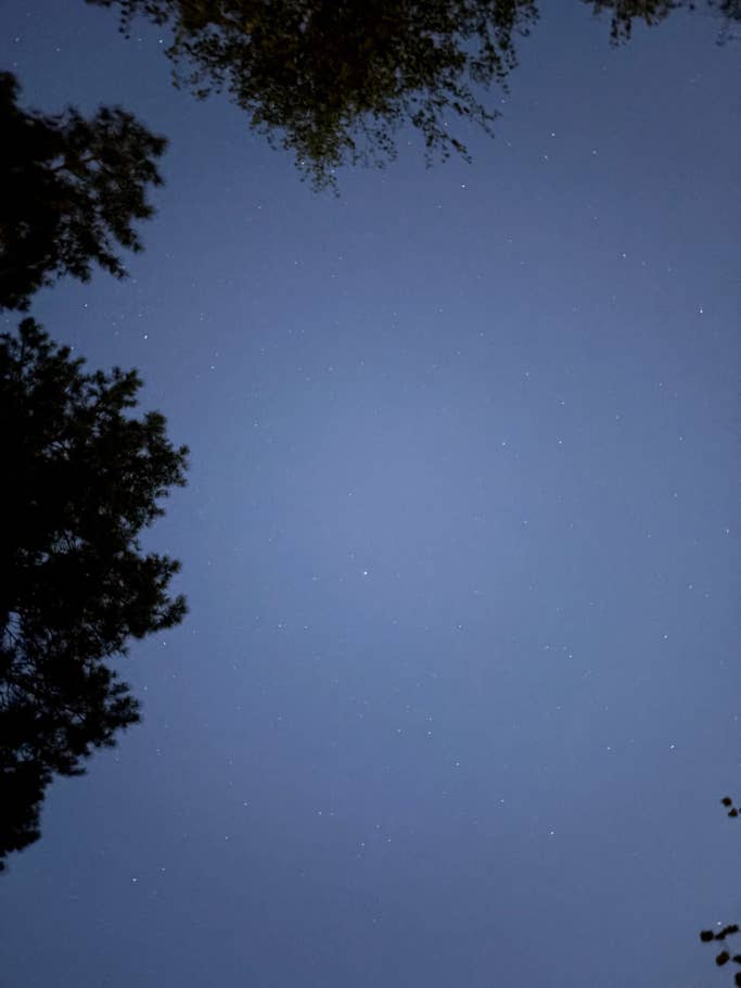 Nachthimmel mit Sternen, umrahmt von silhouettierten Baumästen.