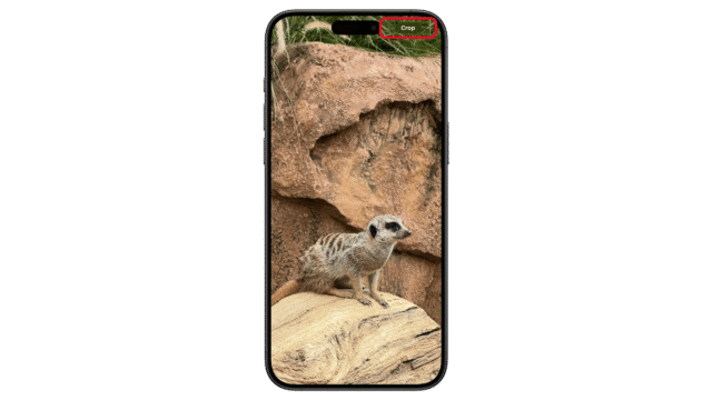 Tap the Crop button at the top. A smartphone displaying a meerkat on a rock, with a crop option visible at the top.