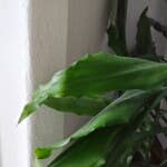 The close-up limit is sufficient for dusty plants – and therefore also for documents! Close-up of green leaves of a plant in front of a light-colored wall.