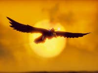 A screenshot of the game The Falconeer.