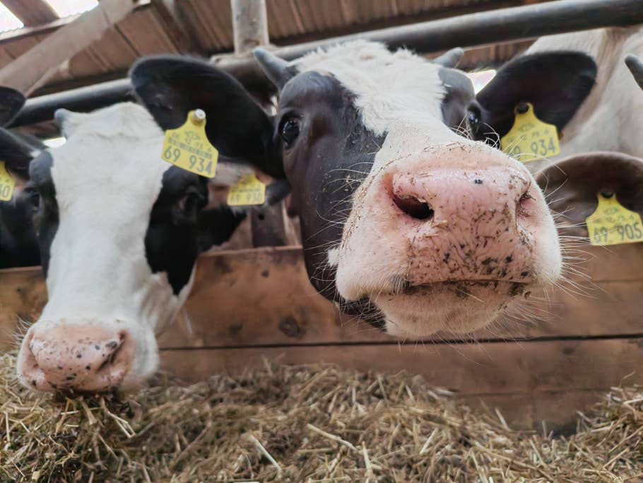 Honor 400 Pro sample photo taken by the main camera.