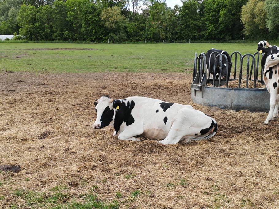 Honor 400 Pro sample photo.