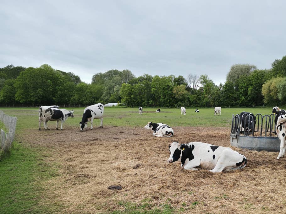 Honor 400 Pro test photo AI (with image expansion).