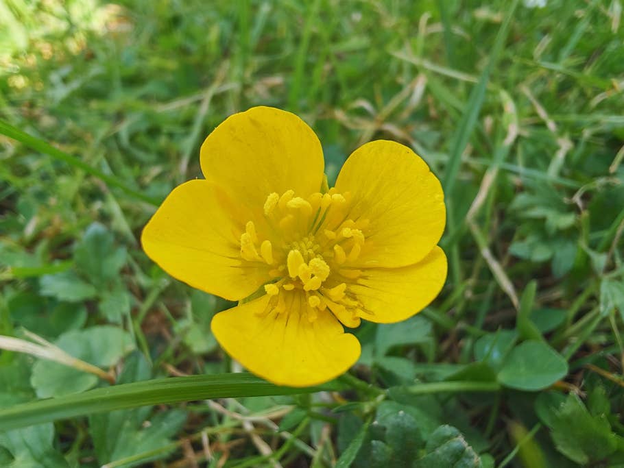 Honor 400 Pro sample macro photo.