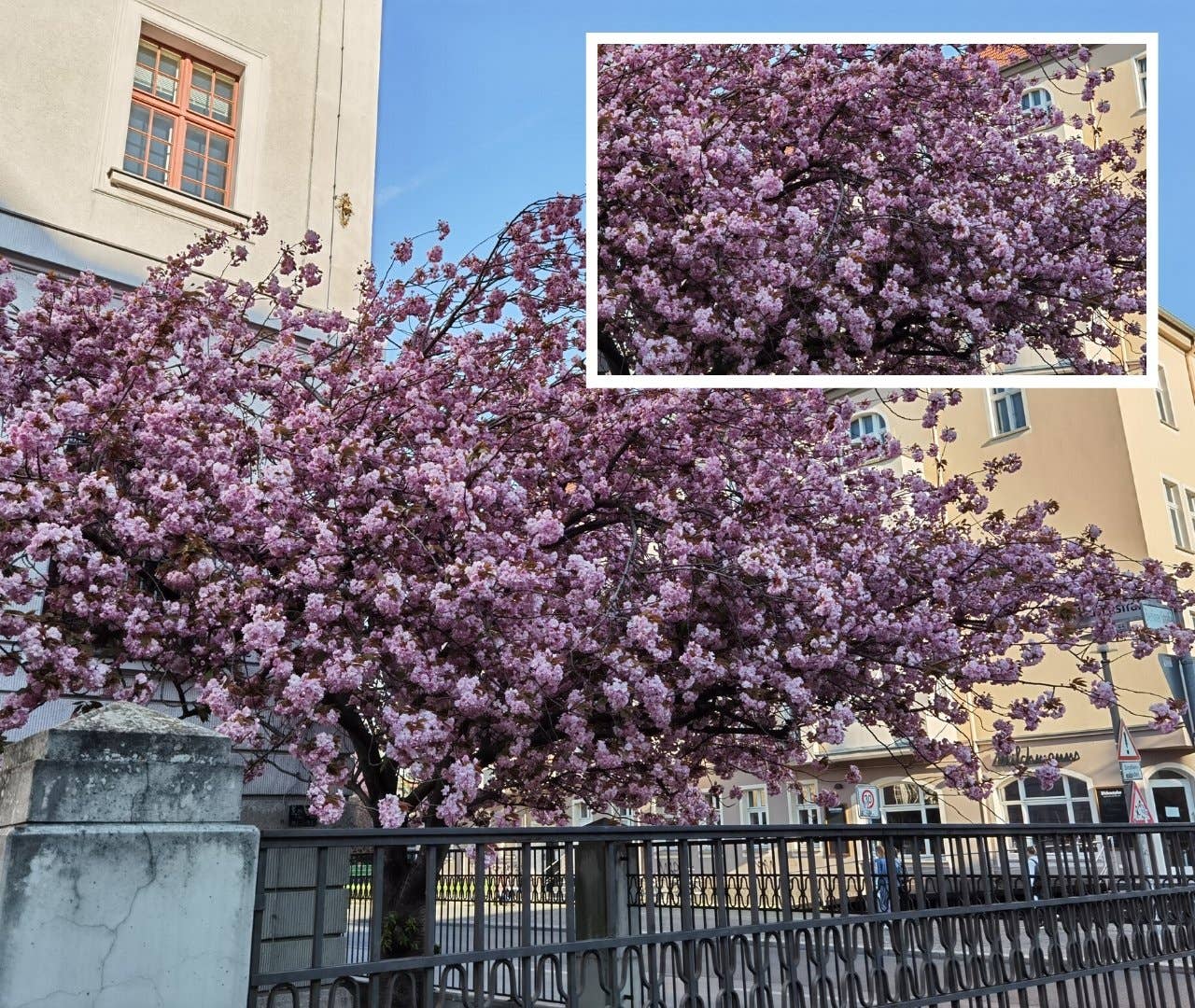 huawei p40 wide day flowers