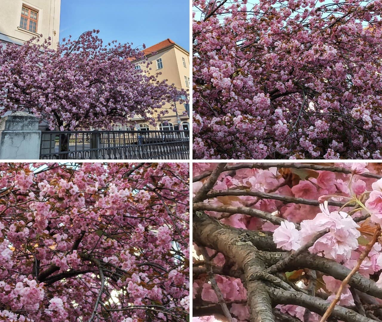 huawei p40 zoom flowers