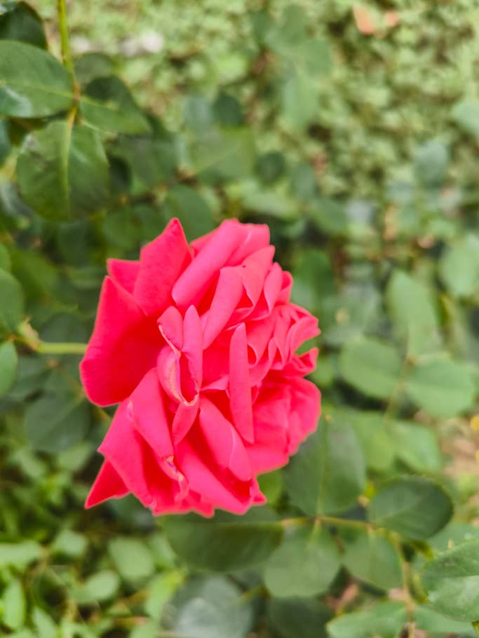 Xiaomi 13T Pro review sample