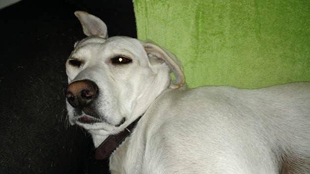 moto x 2014, moto x (2014), camera, photos, pictures, images