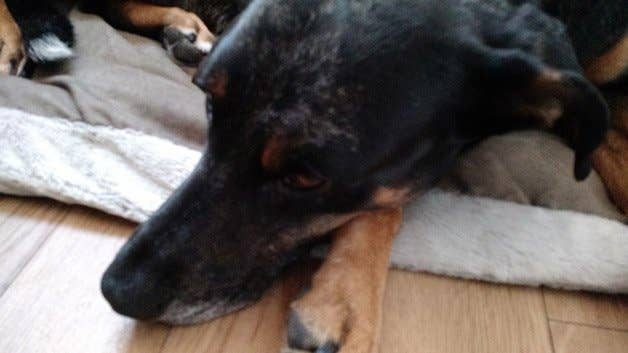 moto x 2014, moto x (2014), camera, photos, pictures, images