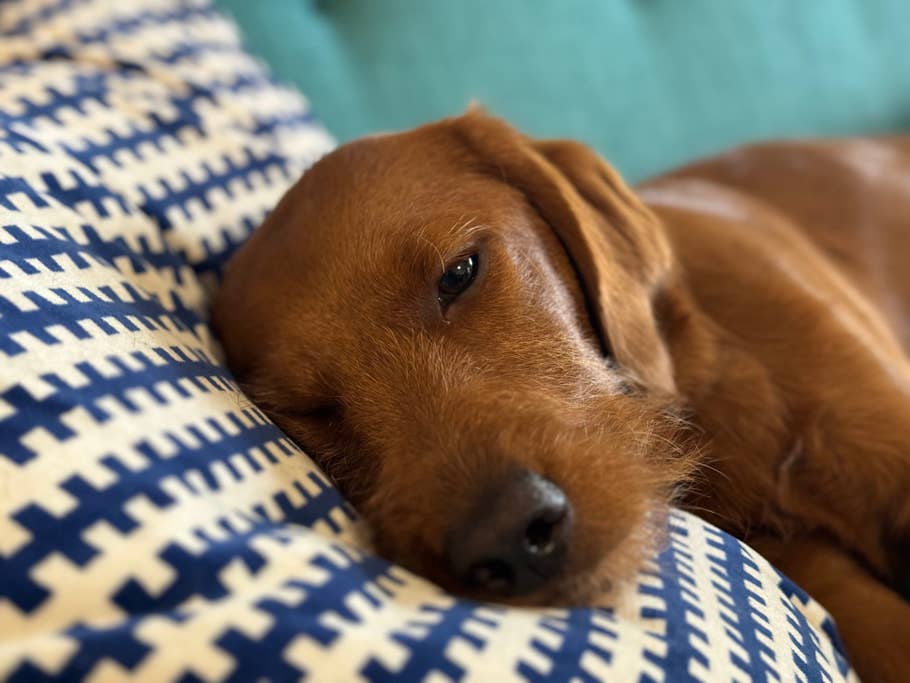 Apple iPhone 15 Pro review image