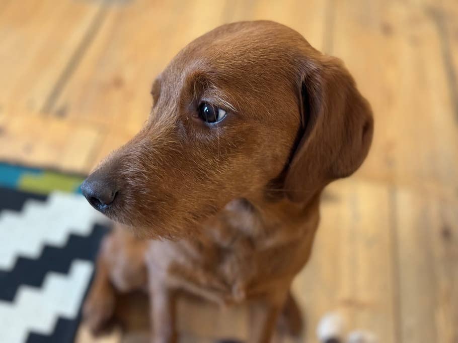 Apple iPhone 15 Pro review image