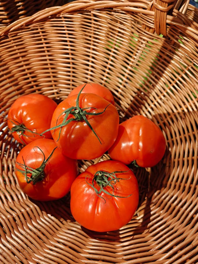 A basket filled with ripe, red tomatoes with green stems.