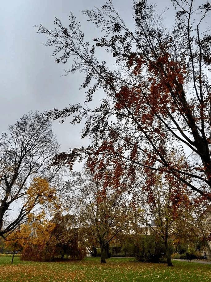 Autumn trees with yellow and red leaves against a cloudy sky.