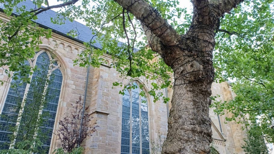 Poco M6 Pro sample photo