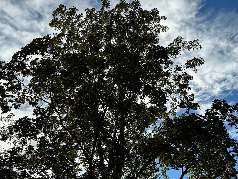 Apple iPhone 14 Pro Max sample photo