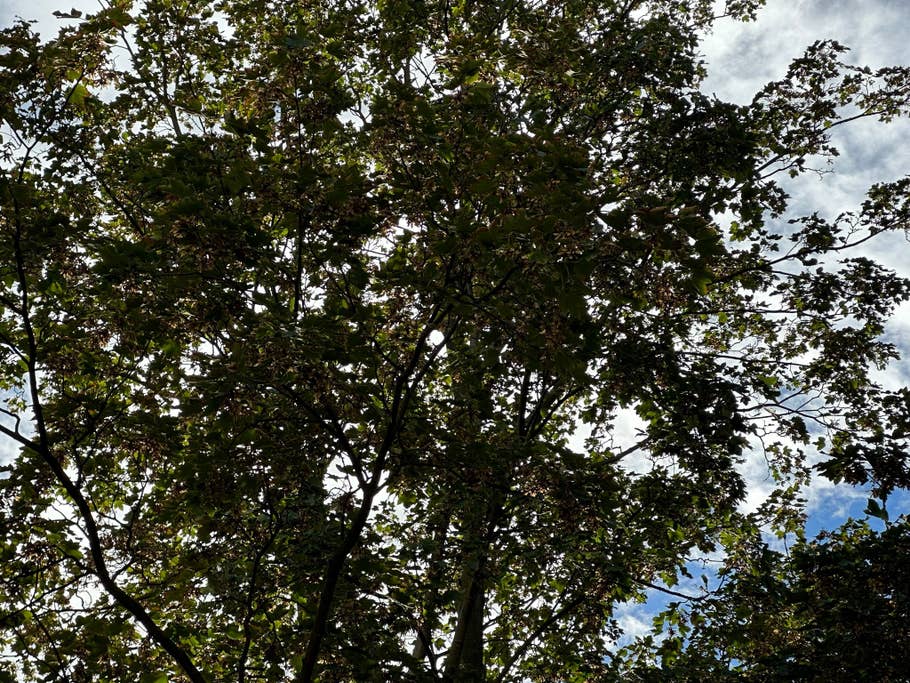 Apple iPhone 14 Pro Max sample photo