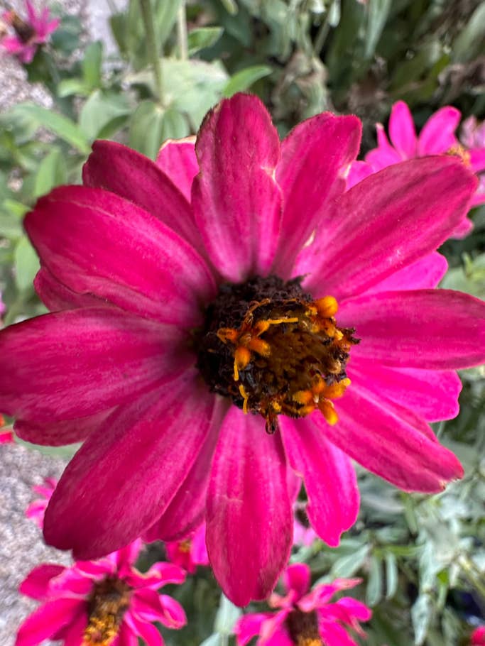 Apple iPhone 14 Pro Max sample photo