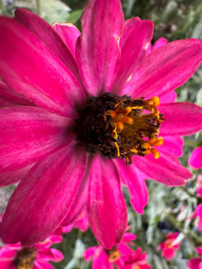 Apple iPhone 14 Pro Max sample photo