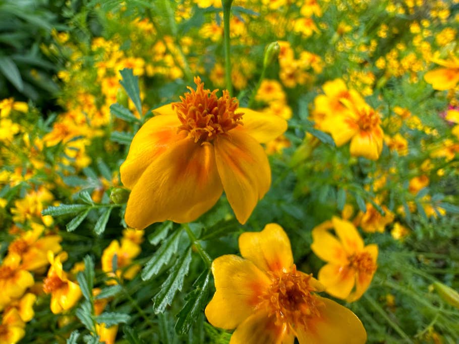 Apple iPhone 14 Pro Max sample photo