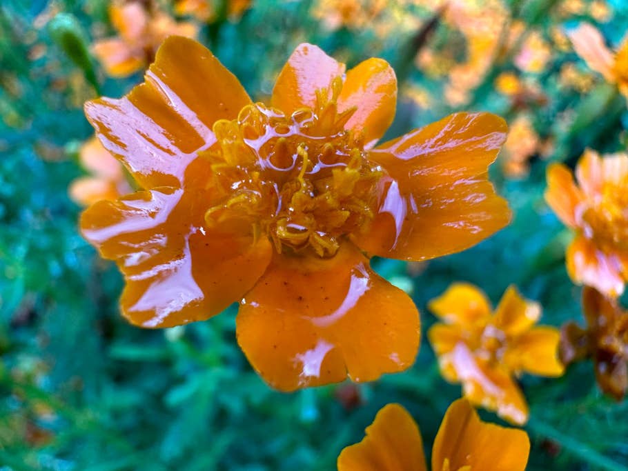 Apple iPhone 14 Pro Max sample photo