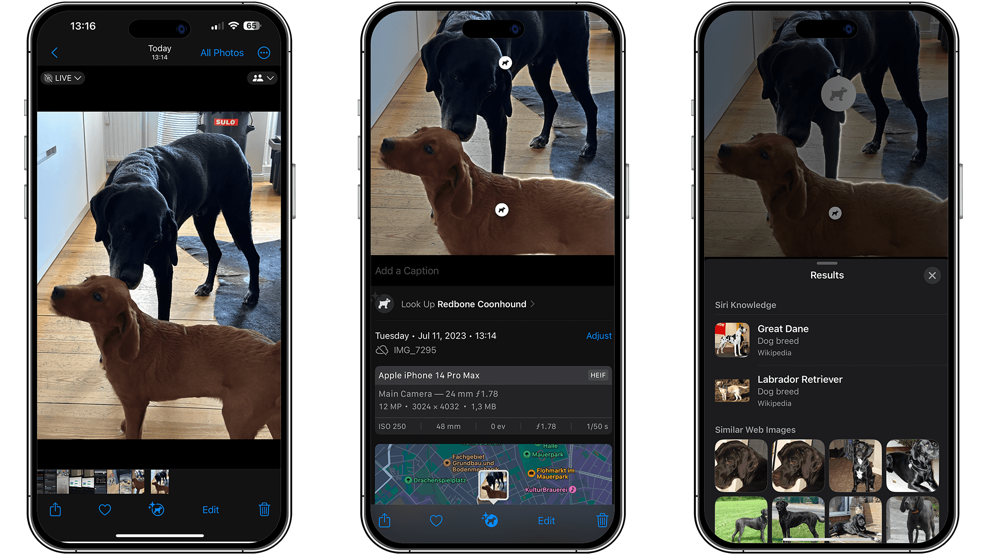Screenshots of an image of dogs in the kitchen