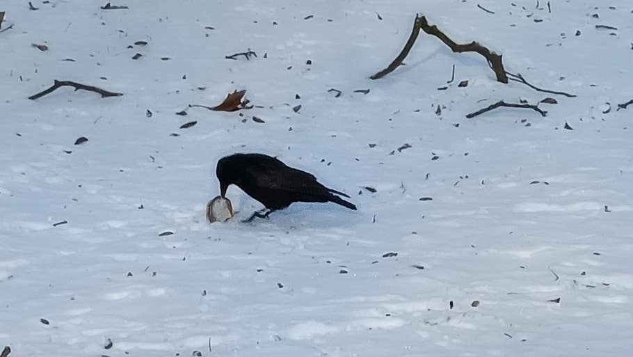 Xiaomi Redmi Note 13 5G photo gallery