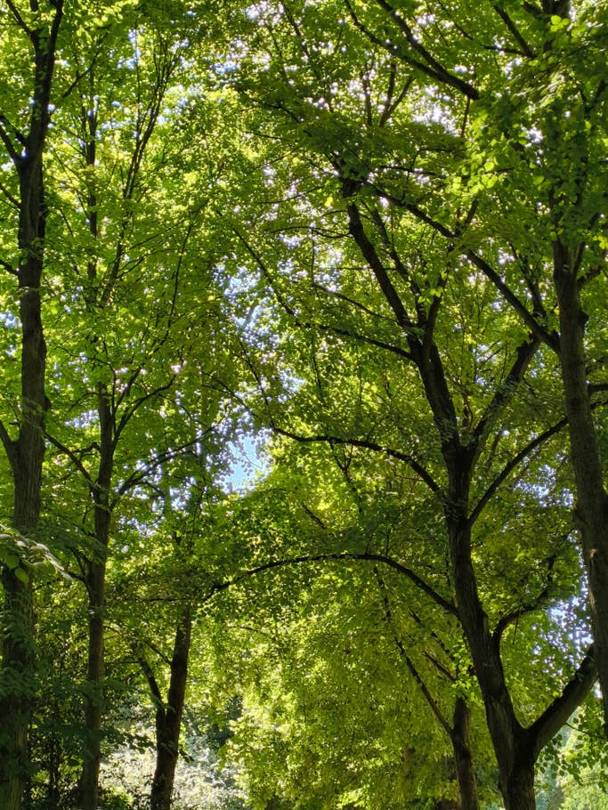 Daytime photo taken by the CMF Phone 1 and its main lens