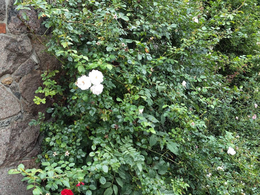 Nothing Phone (1) sample photo