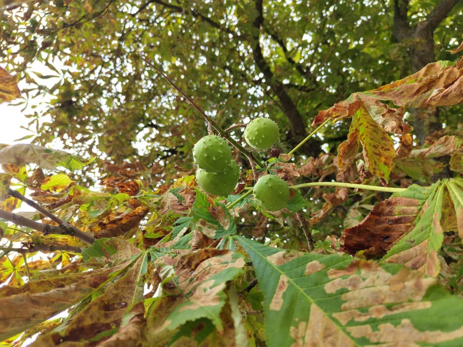 Nothing Phone (1) sample photo