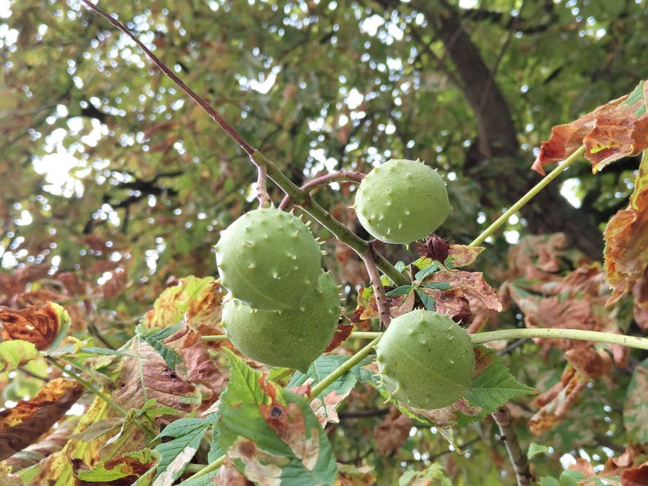 Nothing Phone (1) sample photo