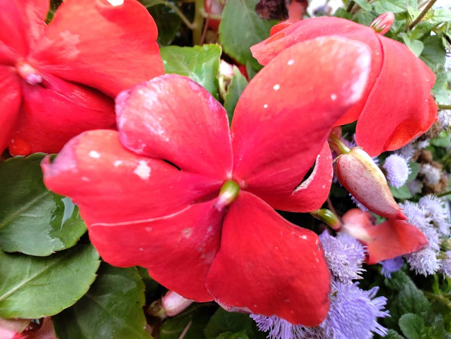 Nothing Phone (1) sample photo