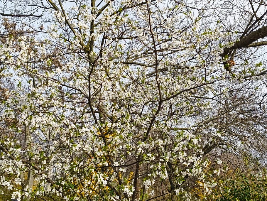 Daytime photo taken by the Nothing Phone 2(a)