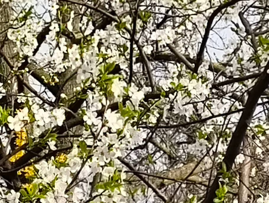 Daytime photo taken by the Nothing Phone 2(a)