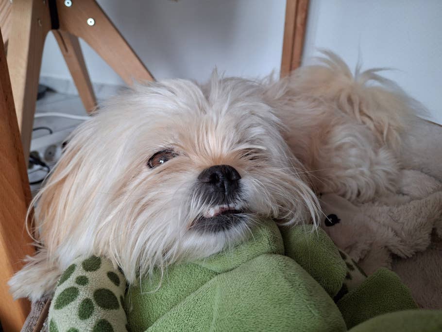 Samung Galaxy A35 camera test