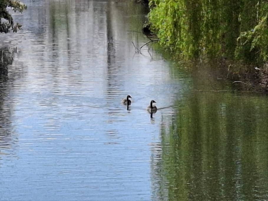 Samung Galaxy A35 camera test