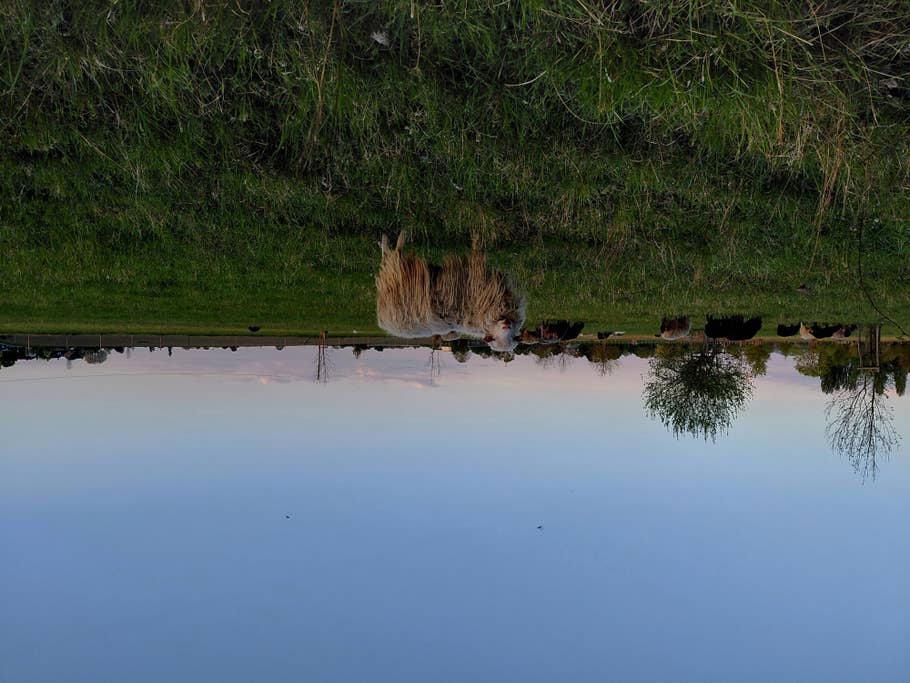 Samsung Galaxy A36 sample photo