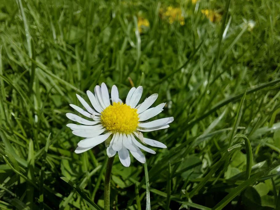 Samsung Galaxy A36 sample photo