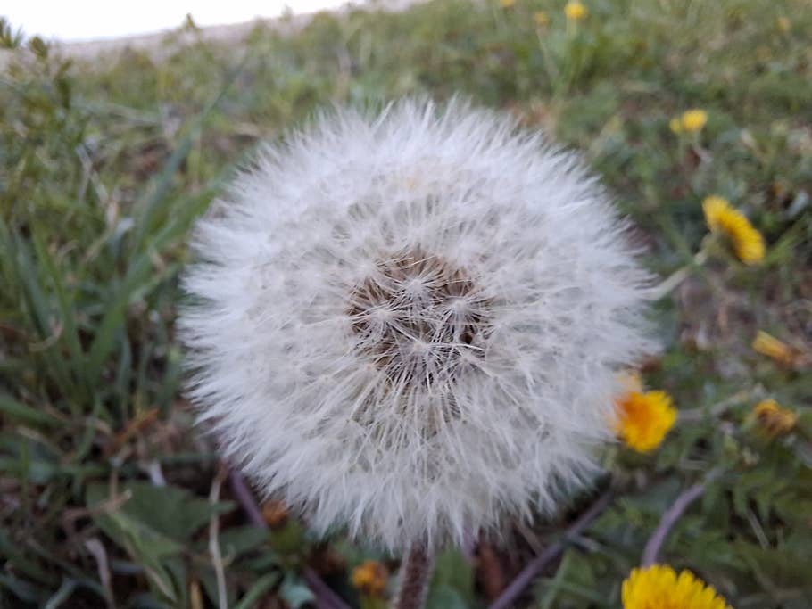 Samsung Galaxy A56 sample photo (macro camera).